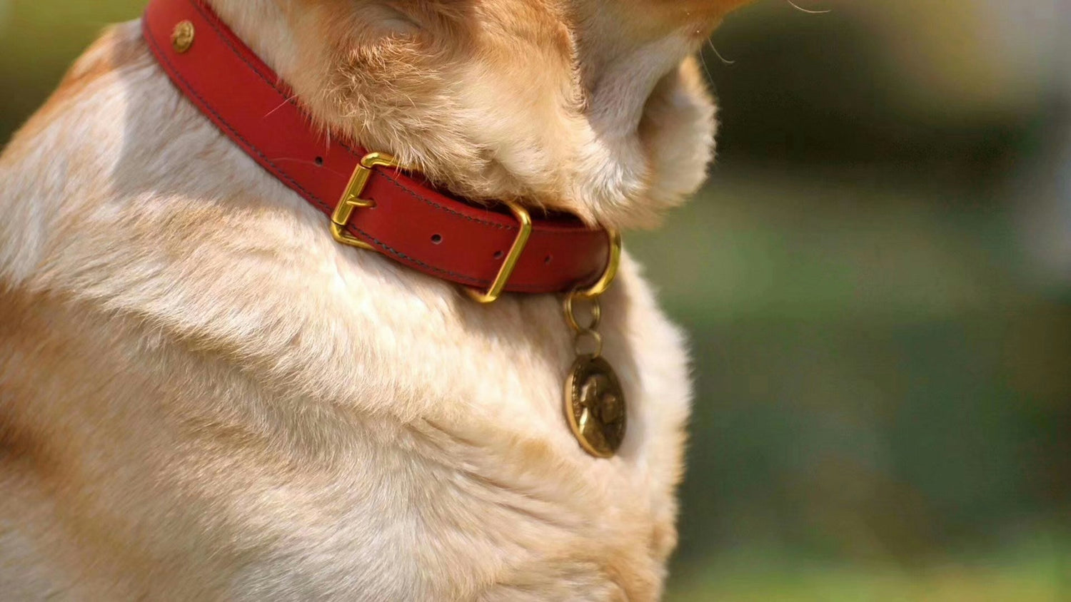 Collars, Leashes & Harnesses