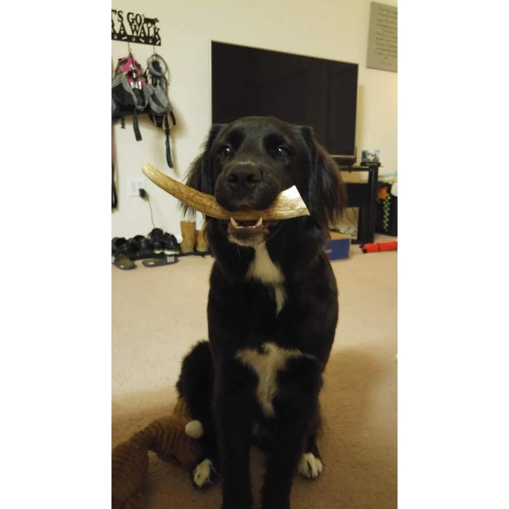 Flavor Elk Antler Dog Chew 2 Pack Grade A Premium USA Made