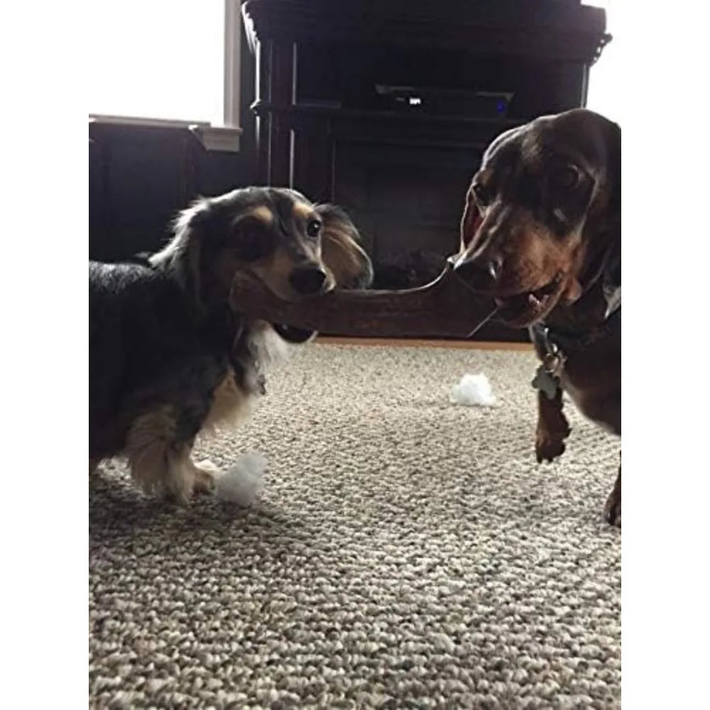 Flavor Elk Antler Dog Chew 2 Pack Grade A Premium USA Made