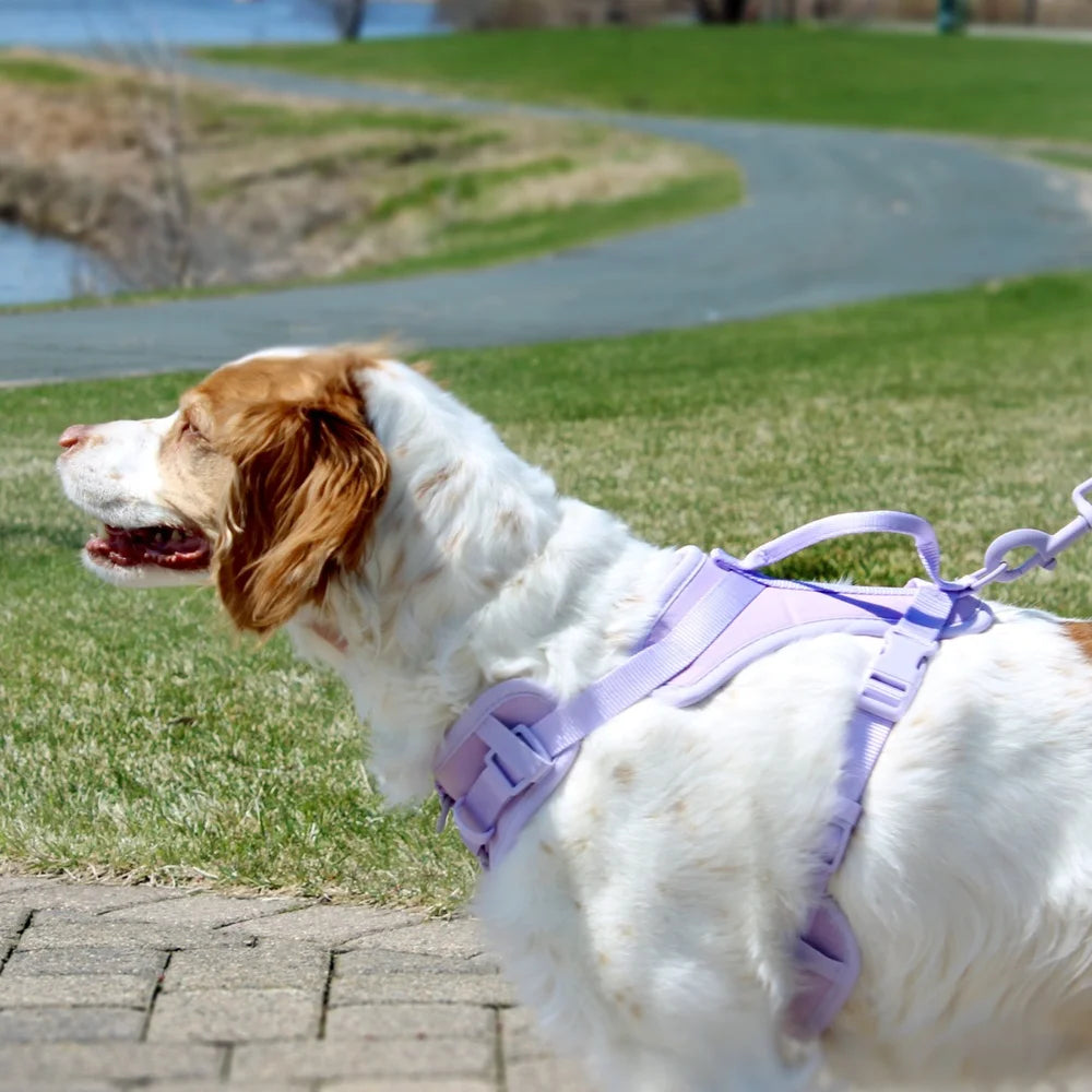 XMSJ Comfort Control Neoprene Dog Harness Adjustable For Outdoor Walks